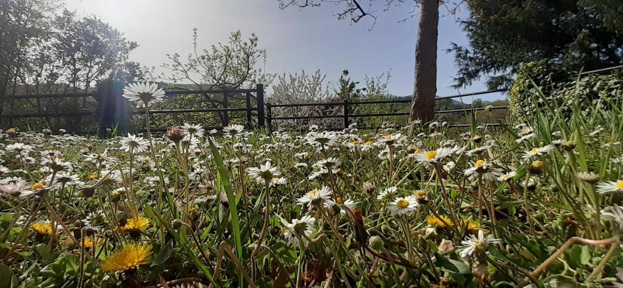 Villa Le Palmine Palazzone Εξωτερικό φωτογραφία